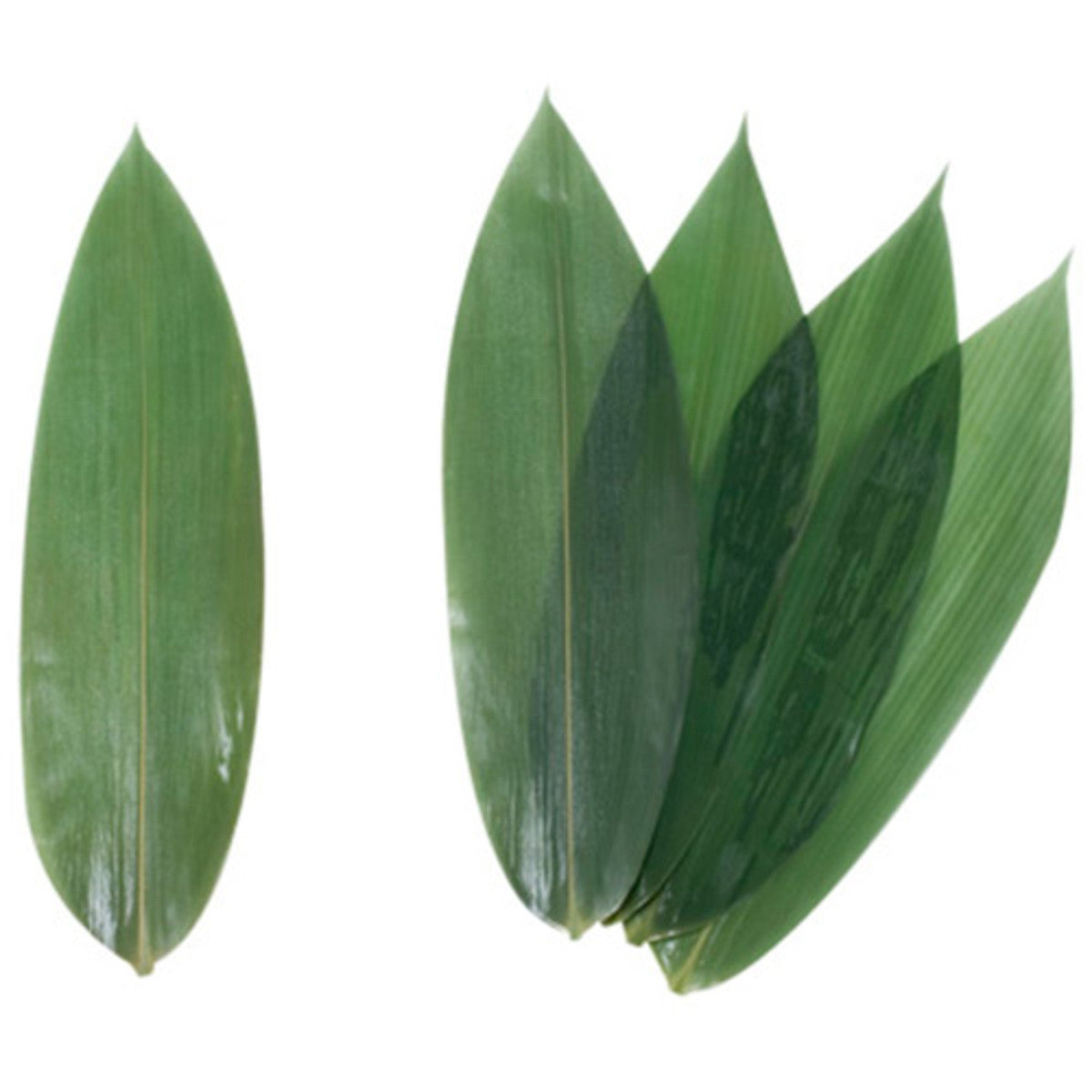 新鲜竹叶(加大) – Chitose Knives 新鲜竹叶(加大) – Chitose Knives